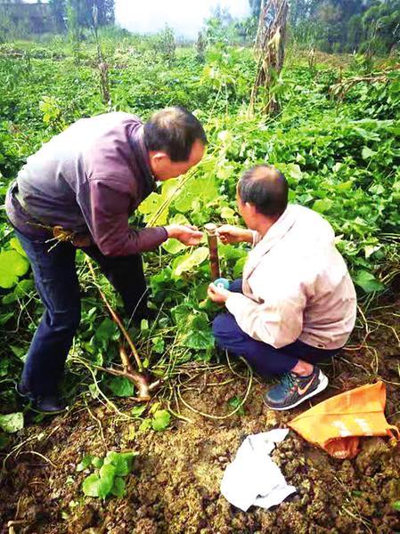 桐林村新领导引领乡村走向繁荣，开启繁荣新篇章